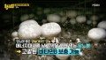 혈당 잡으려면 양송이 버섯 먹어라!